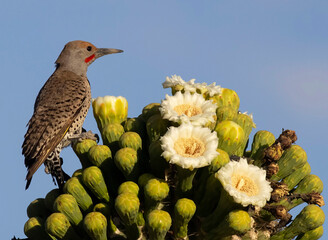bird on cactus