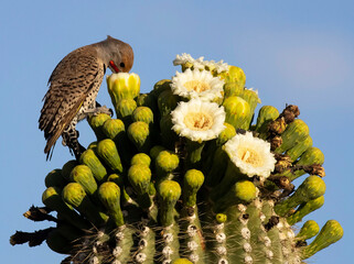 bird on cactus