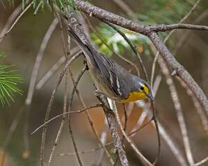 bird in tree