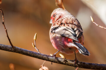 食事中の可愛いベニマシコ（アトリ科）
英名学名：Long-tailed Rosefinch (Uragus...