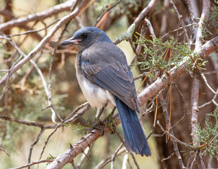 jay in tree