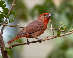 Red bird