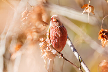食事中の可愛いベニマシコ（アトリ科）
英名学名：Long-tailed Rosefinch (Uragus...