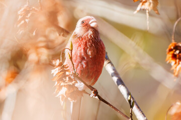食事中の可愛いベニマシコ（アトリ科）
英名学名：Long-tailed Rosefinch (Uragus...