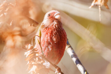 食事中の可愛いベニマシコ（アトリ科）
英名学名：Long-tailed Rosefinch (Uragus...