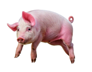 Portrait of jumping pink pig isolated on transparent or white background