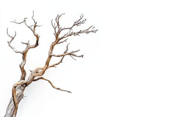 Isolated, bare tree branch against clean white backdrop. Perfect for designs on nature, death, or winter.