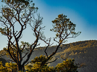 Late Afternoon Conifer And Hills View