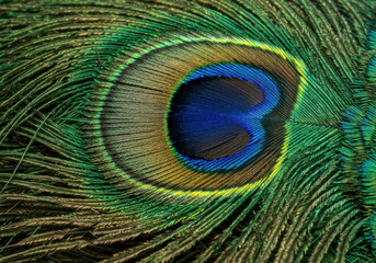 Obraz premium Close-up of peacock feathers.