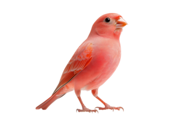 a small pink bird standing. isolated, transparent background