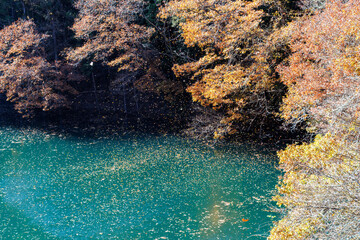 紅葉に彩られた美しい宮ヶ瀬湖。
紅葉が美しい。
神奈川県清川村、早戸川林道-2024年
