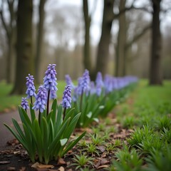 Brotes de jacinto floreciendo a lo largo de un sendero arbolado en el parque