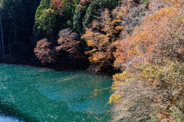 紅葉に彩られた美しい宮ヶ瀬湖。
紅葉が美しい。
神奈川県清川村、早戸川林道-2024年
