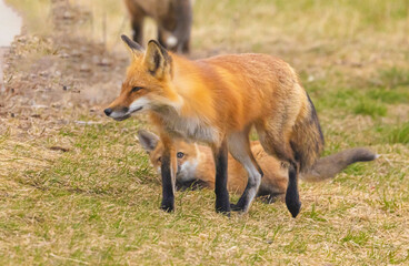 Red Fox And Pup