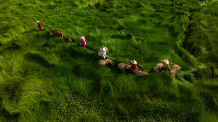 Sedge farmers are on their way home and cross their sedge fields.