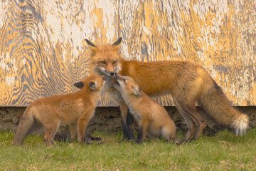 Red Fox Family