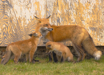 Red Fox Family
