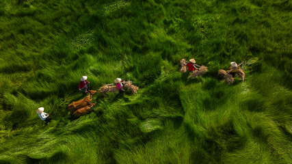 Sedge farmers are on their way home and cross their sedge fields.
