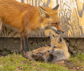 Red Fox And Pup