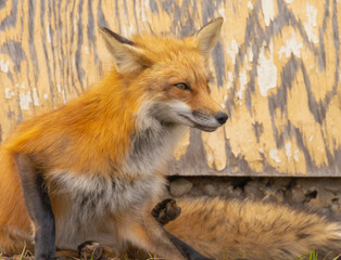 A Close Up Of A Male Fox