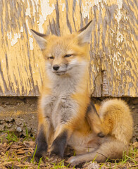 Close Up Of Fox Pup