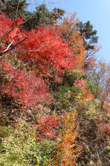 紅葉に彩られた美しい宮ヶ瀬湖。
紅葉が美しい。
神奈川県清川村、早戸川林道-2024年
