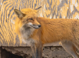 A Male Fox Outside It's Den