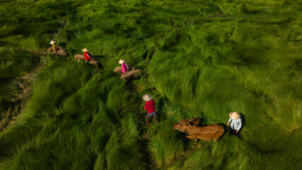 Sedge farmers are on their way home and cross their sedge fields.
