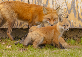 Red Fox Family With Prey