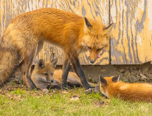 Male Fox And Young Fox With Food