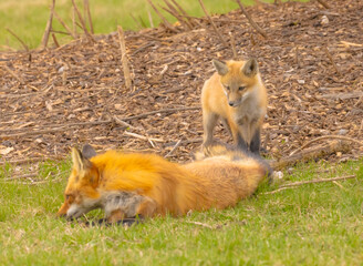 Red Fox Pup And Dad