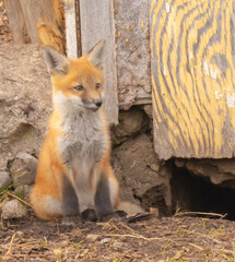 Fox Pup
