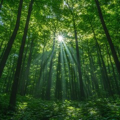 Fototapeta premium Sunlight Bursting Through Forest Canopy