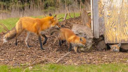 Fox Pup In The Den