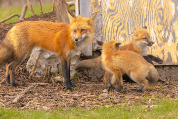 Red Fox And Two Playful Pups