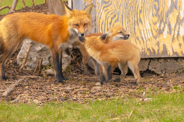 Red Fox And Two Playful Pups