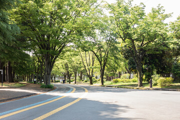 新緑の公園