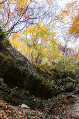 苔むした岩と崖から落ちる美しい小さな滝
紅葉が美しい。
神奈川県清川村、早戸川林道-2024年
