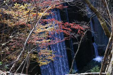苔むした岩と崖から落ちる美しい小さな滝
紅葉が美しい。
神奈川県清川村、早戸川林道-2024年
