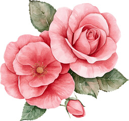 pink carnation flower