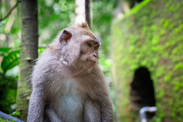 macaque portrait
