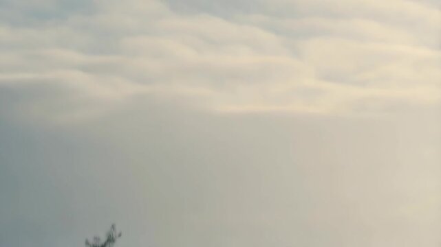 A row of egrets wades in a misty wetland marsh landscape in silhouette, reflections on the water, peaceful wildlife scene.