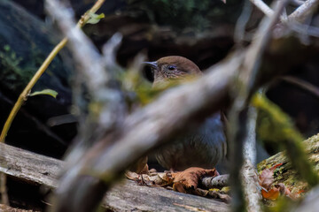 小川で餌を探す綺麗なカワガラス（カワガラス科）
水が得意なので滝の中にも飛び込む
英名学名：Brown Dipper (Cinclus pallasii)
紅葉が美しい。
神奈川県清川村、早戸川林道-2024年 