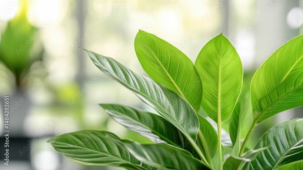 Poster vibrant lush green leaves with bright sunlight passing through and a soft blurred background creatin