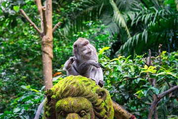 macaque in the jungle