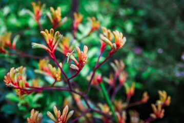 Close view of colorful Anigozanthos flavidus flowers showing orange green red tones. Tropical kangaroo paw plant in Singapore.