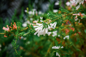 Close-up of white flowering Heath erica (also known as Erica carnea) with delicate blooms and green...
