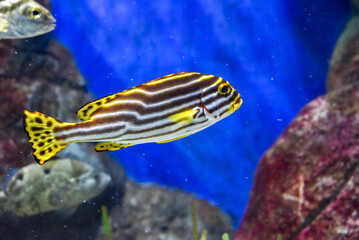 Indian Ocean sweetlips fish with striped body and spotted tail swims above reef in clear tropical water.