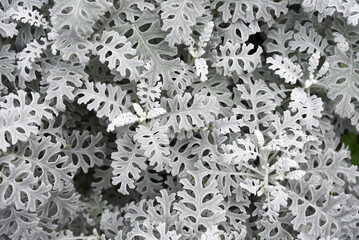 Top view of the textured silver foliage of Dusty Miller (Jacobaea Maritima), also known as Silver...