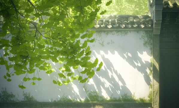In spring, the green branches of ginkgo trees in Shikumen architecture hang down and cover parts of the white walls. The background is a courtyard with low exterior walls. In ancient China,